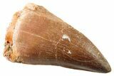 Fossil Mosasaur (Thalassotitan) Tooth - Morocco #341515-1